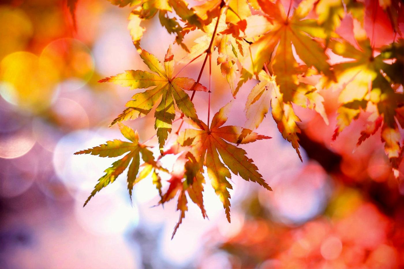 Autumn-Fall-Leaves-e1536349676981.jpg